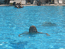 Диана в большом бассейне